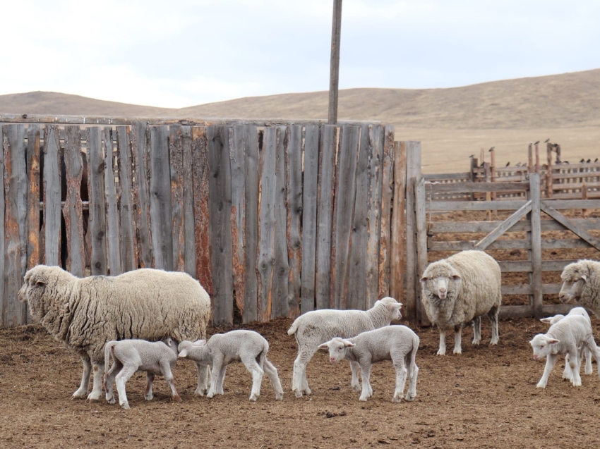  Жителей Забайкалья приглашают принять участие в пилотном проекте по развитию овцеводства